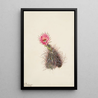 Mary Vaux Walcott - Cucumber Cactus.webp