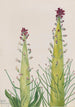 Desert Candle Caulanthus inflatus - Mary Vaux Walcott — vista de la obra
