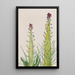 Desert Candle Caulanthus inflatus - Mary Vaux Walcott — cuadro enmarcado en la pared