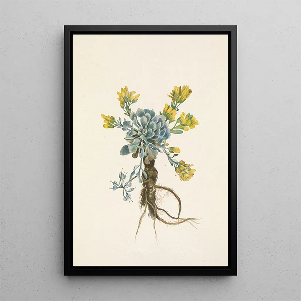 Mary Vaux Walcott - Double Bladderpod flower Physaria didymocarpa.webp