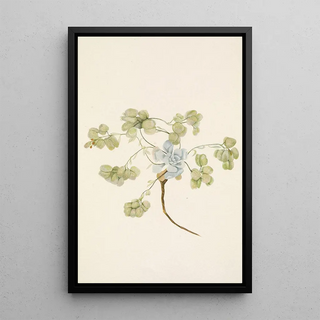 Mary Vaux Walcott - Double Bladderpod fruit Physaria didymocarpa.webp