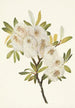 Sauce de Drummond Salix drummondiana - Mary Vaux Walcott — vista de la obra