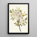 Sauce de Drummond Salix drummondiana - Mary Vaux Walcott — cuadro enmarcado en la pared