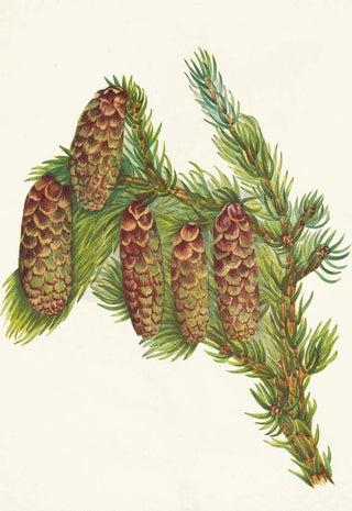 Mary Vaux Walcott - Engelmann Spruce Picea engelmanni.webp