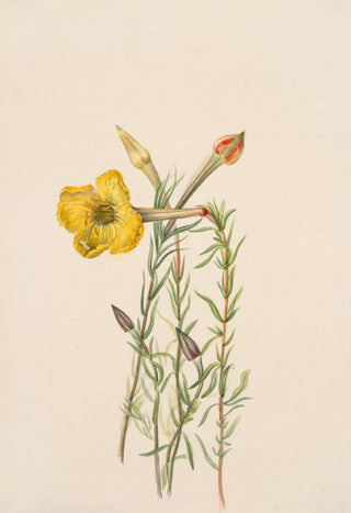 Mary Vaux Walcott - Evening Primrose Oenothera lavandalaefolia.webp