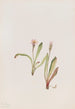 Faux pissenlit Agoseris carnea - Mary Vaux Walcott — artwork view