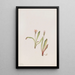 Faux pissenlit Agoseris carnea - Mary Vaux Walcott — framed artwork on a wall