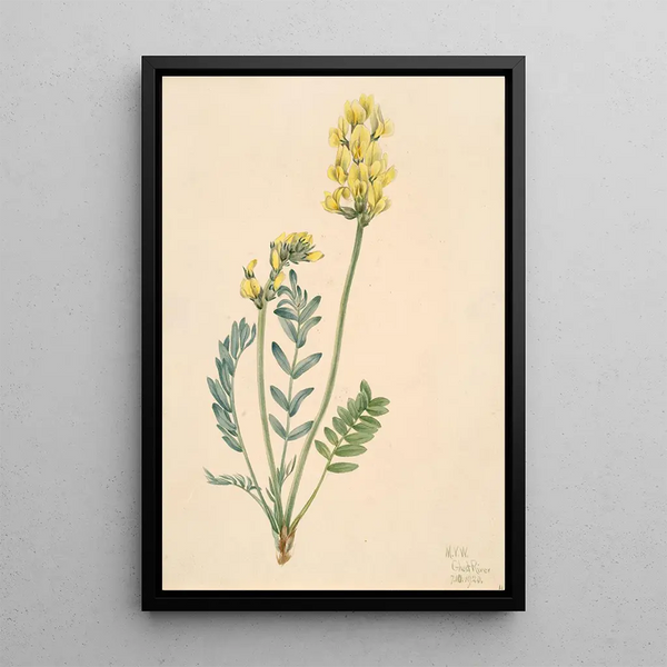 Mary Vaux Walcott - False Locoweed Oxytropia gracilis.webp