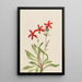 Silène de Virginie Silene virginica - Mary Vaux Walcott — cuadro enmarcado en la pared