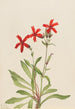 Silène de Virginie Silene virginica - Mary Vaux Walcott — vista de la obra