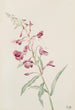 Epíbolo en espiga Epilobium angustifolium - Mary Vaux Walcott — vista de la obra