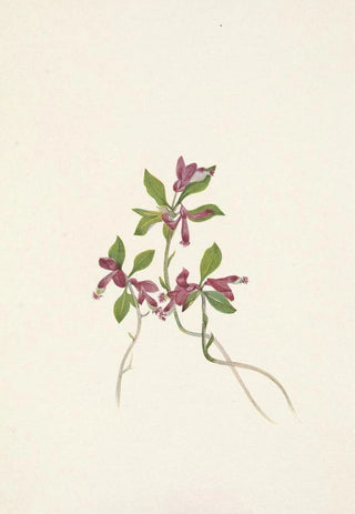 Mary Vaux Walcott - Fringed Polygala Polygala paucifolia.webp