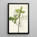 Árbol con flecos Chionanthus virginica - Mary Vaux Walcott — cuadro enmarcado en la pared
