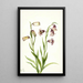Fritillaire a dos flores Fritillaria biflora - Mary Vaux Walcott — cuadro enmarcado en la pared