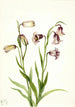 Fritillaire a dos flores Fritillaria biflora - Mary Vaux Walcott — vista de la obra