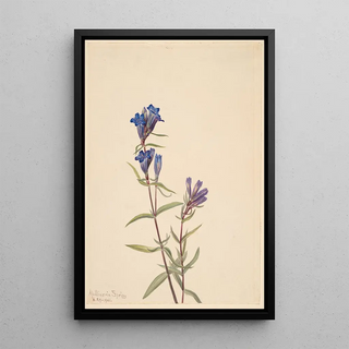 Mary Vaux Walcott - Gentian Gentiana affinis.webp
