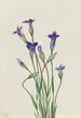 Gentiana holopetala - Mary Vaux Walcott — vista de la obra