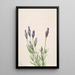 Gentiane Gentiana macounii - Mary Vaux Walcott — framed artwork on a wall