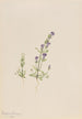 Gentiana propingua - Mary Vaux Walcott — artwork view