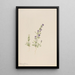 Gentiana propingua - Mary Vaux Walcott — framed artwork on a wall