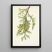 Thuya gigante Thuja plicata - Mary Vaux Walcott — cuadro enmarcado en la pared