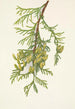 Thuya gigante Thuja plicata - Mary Vaux Walcott — vista de la obra