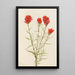 Castilléjie géante Castilleja miniata - Mary Vaux Walcott — framed artwork on a wall