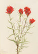 Castilléjie géante Castilleja miniata - Mary Vaux Walcott — artwork view