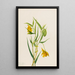 Linterna hada dorada Calochortus amabilis - Mary Vaux Walcott — cuadro enmarcado en la pared