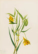 Linterna hada dorada Calochortus amabilis - Mary Vaux Walcott — vista de la obra