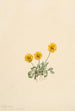 Vergerette dorée Erigeron aureus - Mary Vaux Walcott — vista de la obra