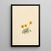 Vergerette dorée Erigeron aureus - Mary Vaux Walcott — cuadro enmarcado en la pared