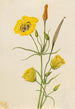 Calice dorado Mariposa Calochortus claratus - Mary Vaux Walcott — vista de la obra