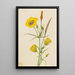 Calice dorado Mariposa Calochortus claratus - Mary Vaux Walcott — cuadro enmarcado en la pared