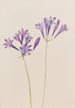 Noix d'herbe Brodiaea laxa - Mary Vaux Walcott — vista de la obra