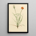 Agoséris with grass leaves Agoseris graminifolia - Mary Vaux Walcott — framed artwork on a wall