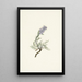 Phacélie grise Phacelia sericea - Mary Vaux Walcott — framed artwork on a wall