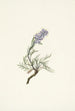 Phacélie grise Phacelia sericea - Mary Vaux Walcott — artwork view
