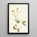 de Potentilla de hojas grises Rotentilla glaucophylla - Mary Vaux Walcott — cuadro enmarcado en la pared