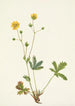 de Potentilla de hojas grises Rotentilla glaucophylla - Mary Vaux Walcott — vista de la obra