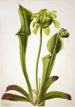 Sarracénie verte Sarracenia orephila - Mary Vaux Walcott — artwork view