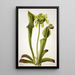 Sarracénie verte Sarracenia orephila - Mary Vaux Walcott — framed artwork on a wall