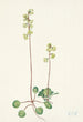 Pyrole verte Pyrola chlorantha - Mary Vaux Walcott — artwork view