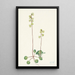 Pyrole verte Pyrola chlorantha - Mary Vaux Walcott — framed artwork on a wall