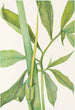 Dragon vert Arisaema dracontium - Mary Vaux Walcott — artwork view