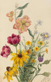 Group of Flowers - Mary Vaux Walcott — artwork view