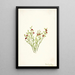 Airelle des bois Vaccinium scoparium - Mary Vaux Walcott — cuadro enmarcado en la pared