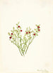 Airelle des bois Vaccinium scoparium - Mary Vaux Walcott — vista de la obra