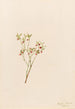 Airelle des bois Vaccinum scoparium - Mary Vaux Walcott — vista de la obra
