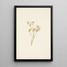 the Forest Cranberry Flower (Vaccinium scoparium) - Mary Vaux Walcott — framed artwork on a wall